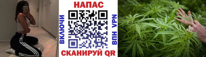 Шишки марихуана план Лодейное Поле